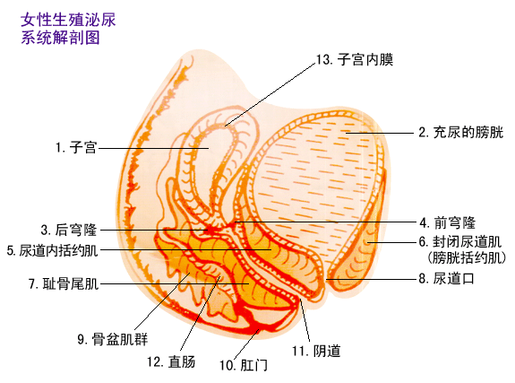 女性生殖泌尿系统解剖图